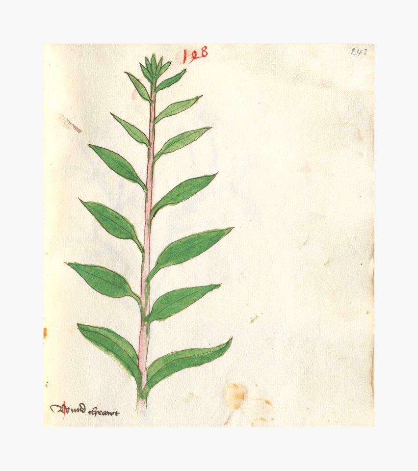 243 Auslasser Senecio fuchsii