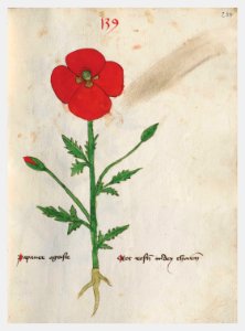 234 Auslasser Papaver rhoeas
