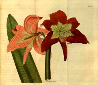 2475 Hippeastrum striatum (as Hippeastrum subbarbatum )