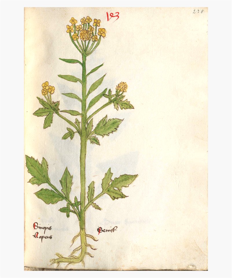 238 Auslasser Sinapis alba