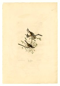 25 Song Sparrow
