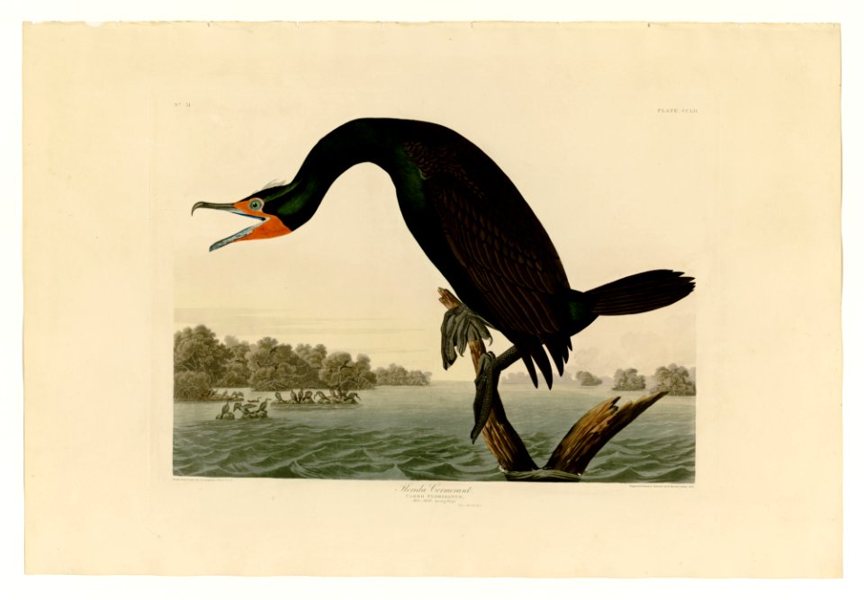 252 Florida Cormorant