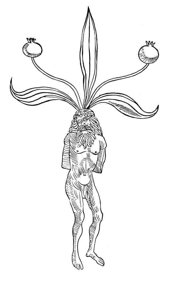 257 Mandragora alrun Man