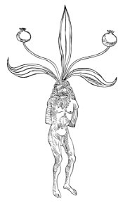 257 Mandragora alrun Man