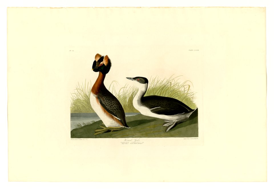 259 Horned Grebe