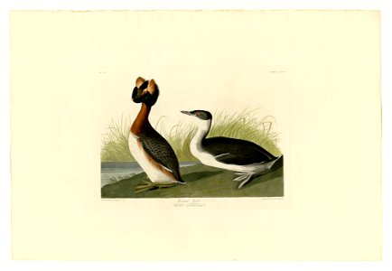 259 Horned Grebe