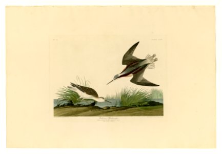 254 Wilson's Phalarope
