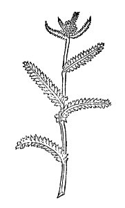 254 Millefolium garbe