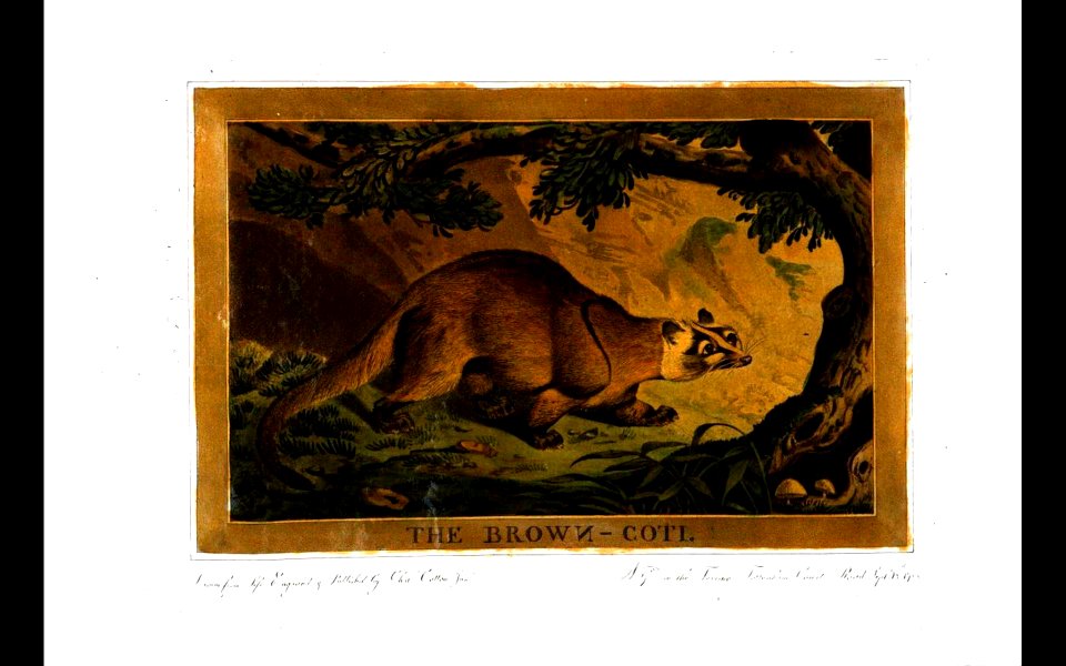 26, Brown Coti, Charles Catton's Animals (1788)