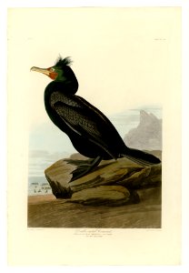 257 Double-crested Cormorant