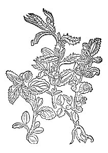 251 Menta myntz