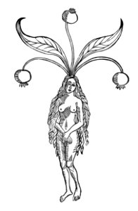 258 Mandragora alrun Fraw