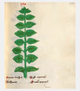 259 Auslasser Mentha spec
