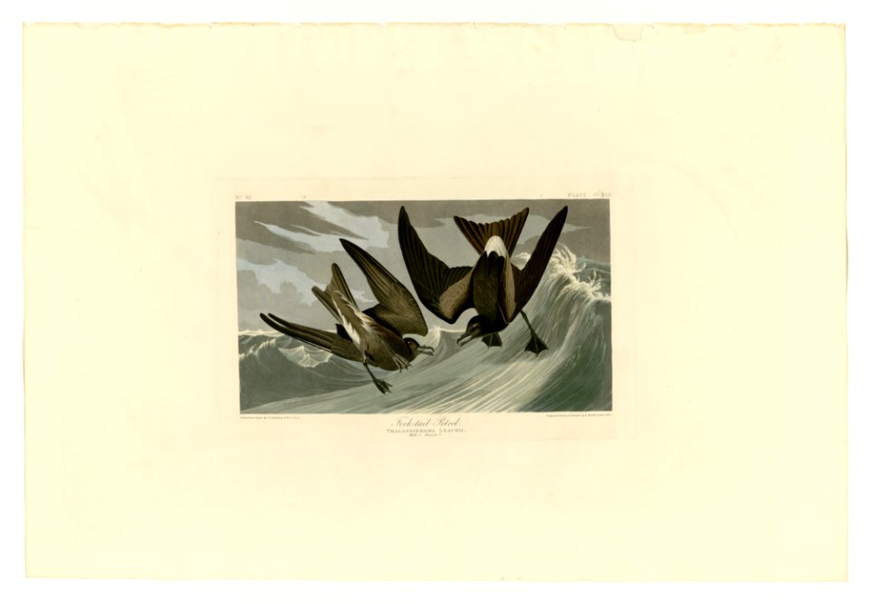 260 Fork-tail Petrel