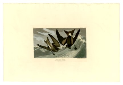 260 Fork-tail Petrel