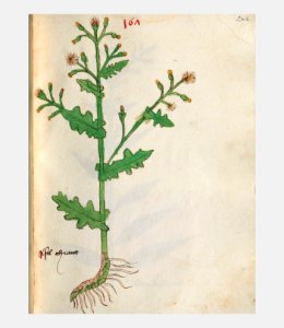 262 Auslasser Senecio vulgaris