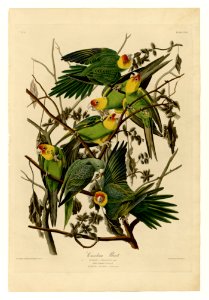 26 Carolina Parrot