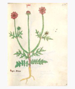 255 Auslasser Scabiosa columbaria