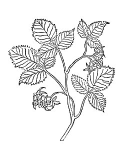 263 Morabacci brambernstruch