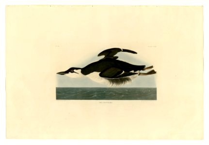 245 Thick-billed Murre