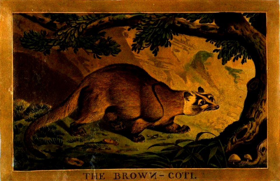 26, Brown Coti, Charles Catton's Animals (1788) (cropped)