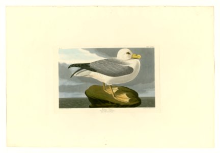 264 Fulmar Petrel