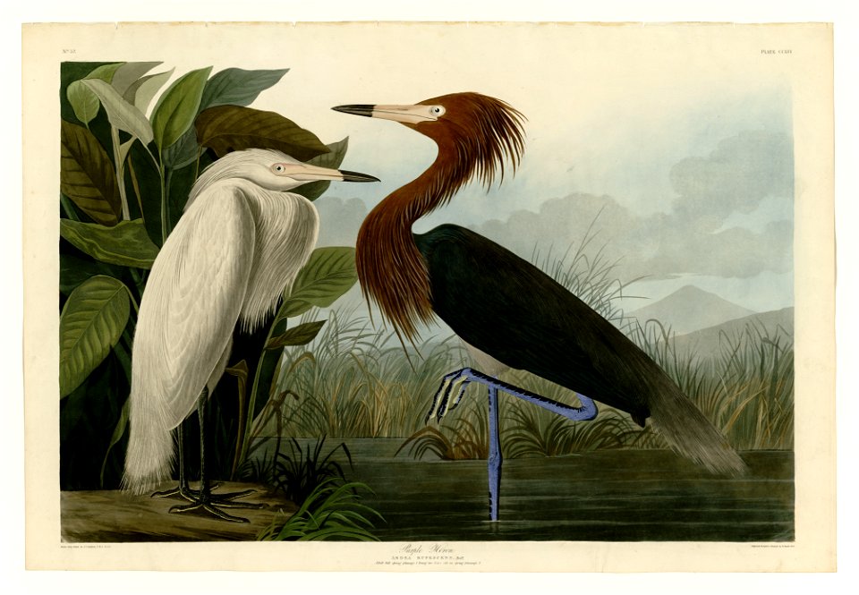 256 Purple Heron