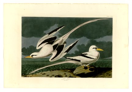 262 Tropic Bird