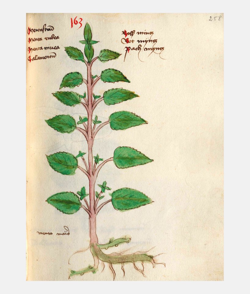258 Auslasser Mentha aquatica