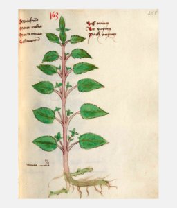 258 Auslasser Mentha aquatica