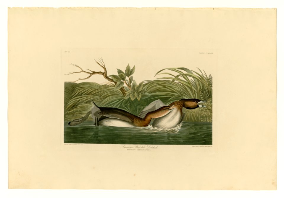 248 American Pied-bill Dobchick