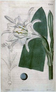 2685 Ismene narcissiflora