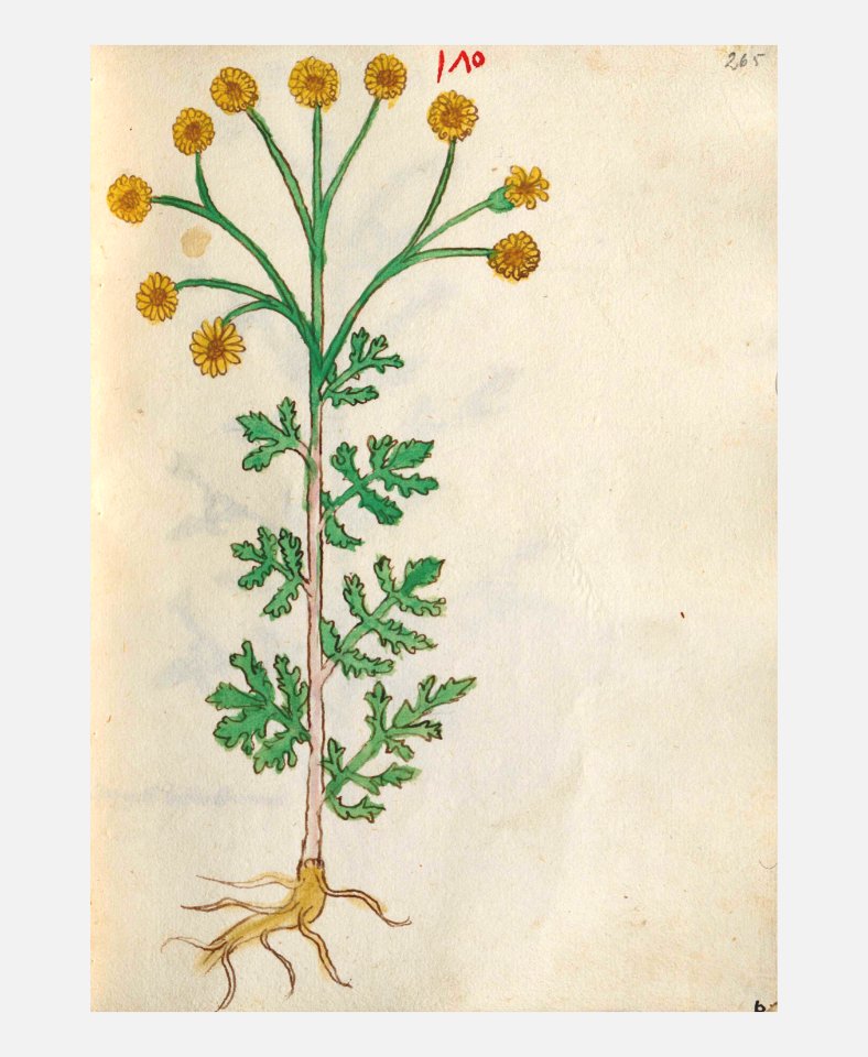 265 Auslasser Senecio jacobaea