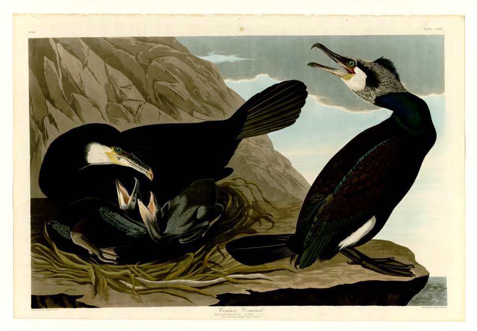 266 Common Cormorant