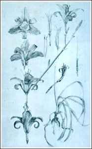 25 mucha documentsdecoratifs 1901