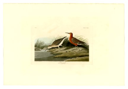 263 Pigmy Curlew
