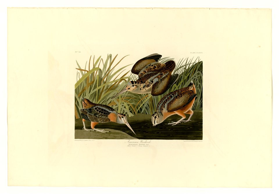 268 American Woodcock