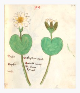 264 Auslasser Nymphaea alba