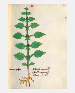 261 Auslasser Mentha arvensis