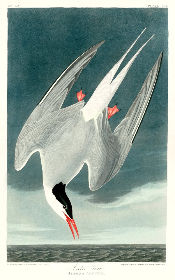 250 Arctic Tern restored