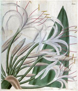2684 Crinum asiaticum. Free illustration for personal and commercial use.