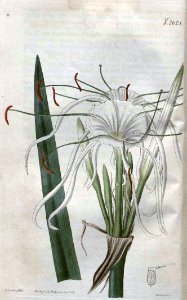 2621 Hymenocallis acutifolia. Free illustration for personal and commercial use.