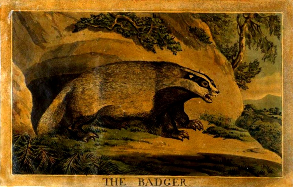 27, Badger, Charles Catton's Animals (1788) (cropped)