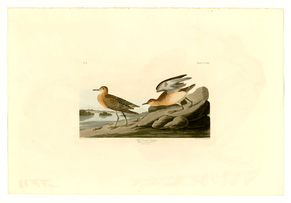 265 Buff breasted Sandpiper