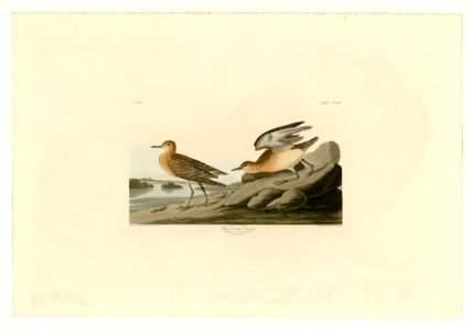265 Buff breasted Sandpiper