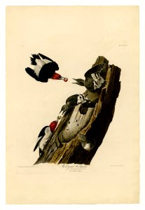 27 Red headed Woodpecker