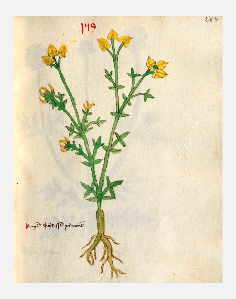 254 Auslasser Lotus corniculatus