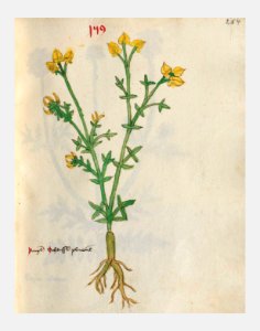 254 Auslasser Lotus corniculatus