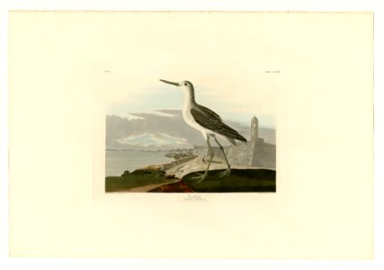 269 Greenshank
