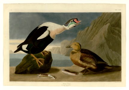 276 King Duck